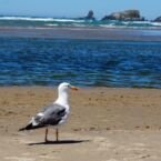 Gaviota pensativa mirando al horizonte