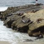 Lobos marinos tomando sol super cerca nuestro