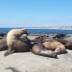 Lobos marinos tomando sol. Extrañamente les gusta esa posición torciendo el cuello porque muchas estaban de esa forma.