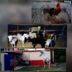 Campo en Linares. Tienen hasta gallos de pelea (actividad prohibida en Argentina)