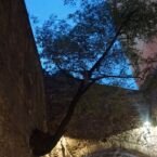 El árbol que crece de la pared de roca...