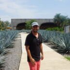 Materia prima del tequila: agave azul