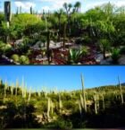 Gran variedad de cactus en  Jardín Botánico Helia Bravo Hollis