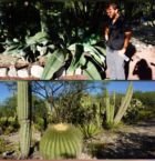 Arriba: maguey enorme;
Abajo: cactus "asiento de suegra"