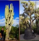 El Cactus mas antiguo a la izquierda; en la derecha, pie de elefante