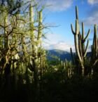 Los cactus y la sierra