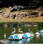 Lagartos y pelícanos en estado natural