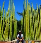 Jardín botánico del ex convento Santo Domingo.