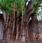 Árbol de Tule, el más angosto del mundo.