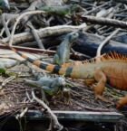 Iguanas en Laguna Ventanilla