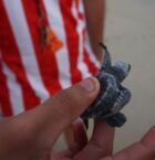 Liberación de Tortugas!