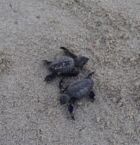 Liberación de tortugas otra vez!
