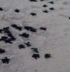 Liberación de tortugas otra vez!