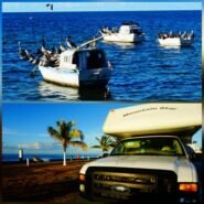 El malecon de Campeche y su fauna