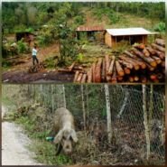 Chanchos y leña. Típica postal de Guatemala