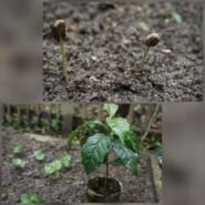 El gran plantado y la planta creciendo