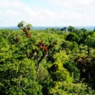 Impresionante como los picos de las pirámides sobresalen desde la selva