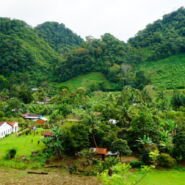 Camino muy verde a Coban