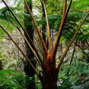 Este árbol se llama popularmente "Cola de Mono"