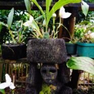 Orquideas y macetas naturales en forma de mono