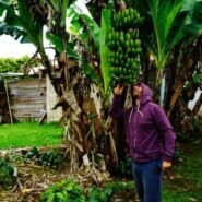 Cuantos bananos! Ayudan a darle sombra al cafe