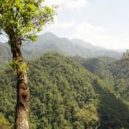 Gran bosque nuboso de Honduras