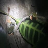 La rana más linda de Costa Rica