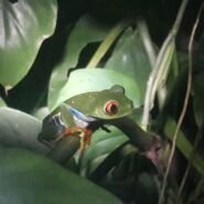 Miren esos ojos y las patas! Que colores