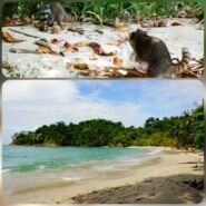 En la playa "Manuel Antonio", los mapuches se hace un festín con los turistas distraídos.