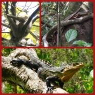 Diferentes "bichos": el oso perezoso, la serpiente y la amistosa iguana