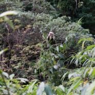 Monos capuccinos en el camino de regreso al Camper