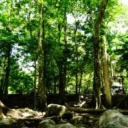Camping informal, bajo sombra y frente al río