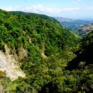 Monteverde y su bosque nuboso