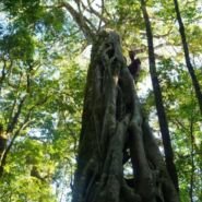 El altísimo y peculiar árbol matapalo de Monteverde.