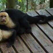 Monos jugando