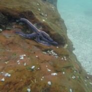 Estrella de mar a pocos metros de la playa