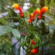 Boquete es famoso por su fiesta de las flores