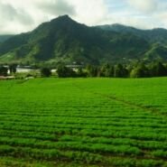 Volvimos en bus hasta Boquete pasando por la ciudad de David. Nos acompañaron increibles vistas
