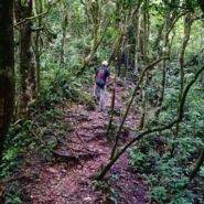 Bosque nuboso como parte del trekking