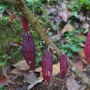 Fruto del cacao en la planta!